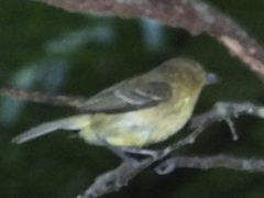 Vireo pallens