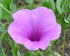 Ipomoea oblongata