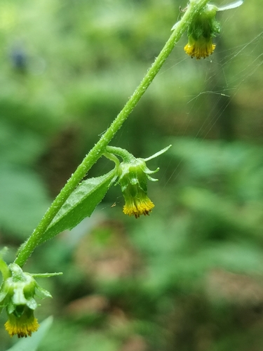 Image of Carpesium triste by (c) Elena_Sherehora, some rights reserved (CC BY)