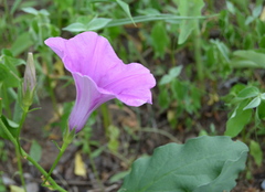 Ipomoea oblongata
