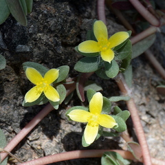 Portulaca quadrifida