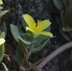 Portulaca quadrifida
