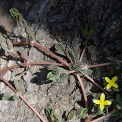 Portulaca quadrifida