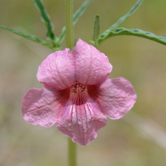 Sesamum triphyllum
