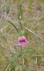 Sesamum triphyllum