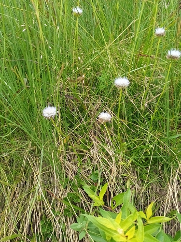 Jasione bulgarica (Jasione bulgarica)