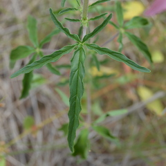 Sesamum triphyllum