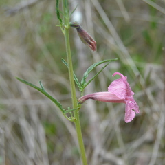 Sesamum triphyllum