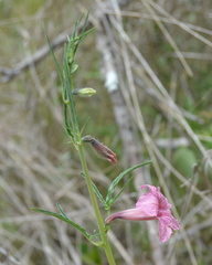 Sesamum triphyllum