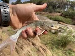 Spiny Catfish photo 3