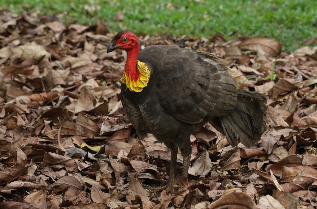 Australian Brushturkey