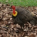 Australian Brushturkey - Photo (c) James Bailey, some rights reserved (CC BY-NC), uploaded by James Bailey