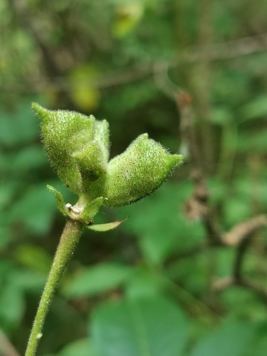 Image of Burning-Bush (Dictamnus dasycarpus) by (c) Elena_Sherehora, some rights reserved (CC BY)
