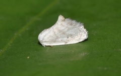 Niphopyralis