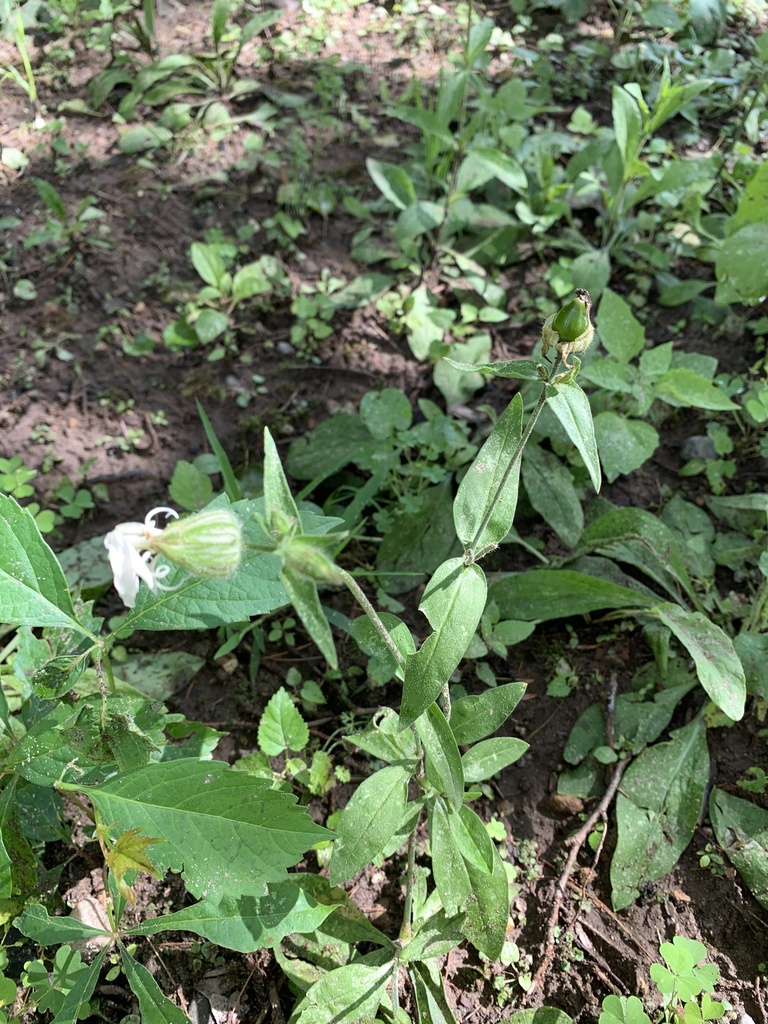 white campion from Rives Junction Rd, Rives Junction, MI, US on July 29 ...