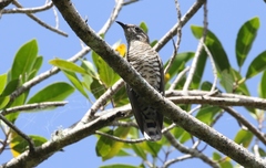 Chrysococcyx minutillus