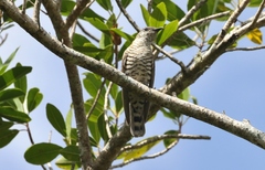 Chrysococcyx minutillus