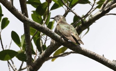 Chrysococcyx minutillus