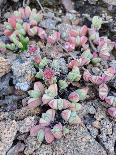 Antimima limbata (Antimima limbata)