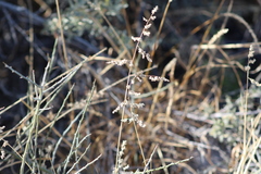Eragrostis echinochloidea