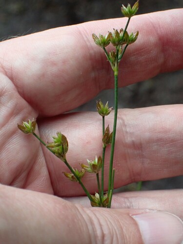 Image of Juncus tweedyi by (c) Louis Imbeau, some rights reserved (CC BY)