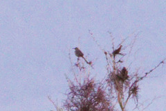 Toxostoma crissale