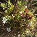 Stellaria recurvata - Photo (c) Bodo Nuñez Oberg, algunos derechos reservados (CC BY-NC), subido por Bodo Nuñez Oberg