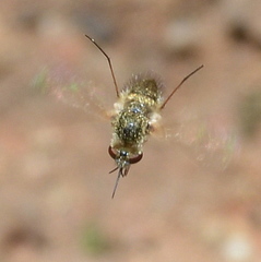 Bombylisoma