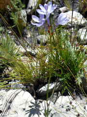 Thereianthus ixioides