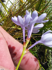 Thereianthus ixioides