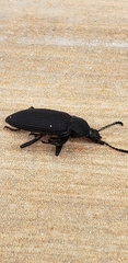 Tenebrionidae