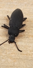 Tenebrionidae