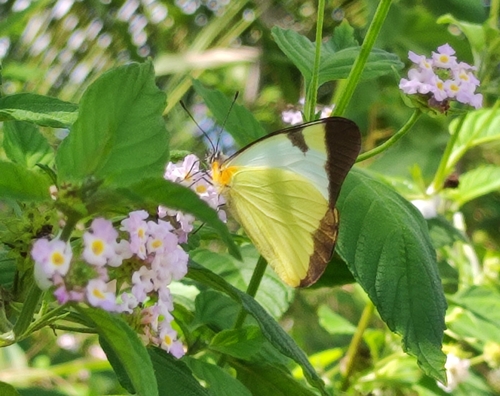 Common Melwhite