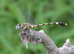 Paragomphus sabicus
