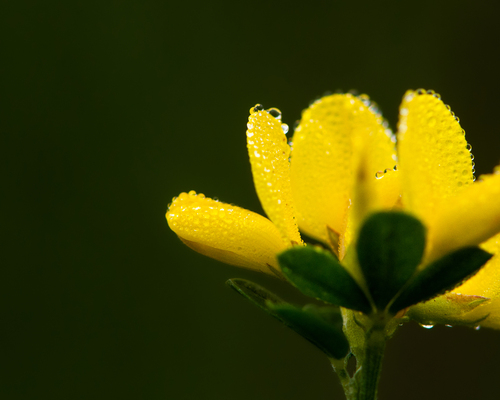 Genista monspessulana