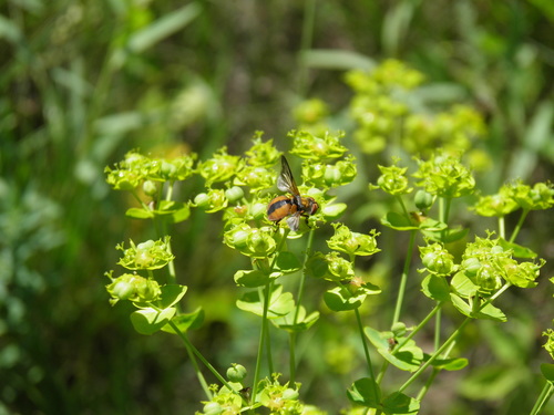 Ectophasia crassipennis