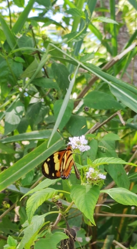 Mechanitis lysimnia nesaea