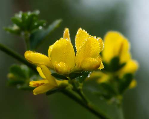 Genista monspessulana