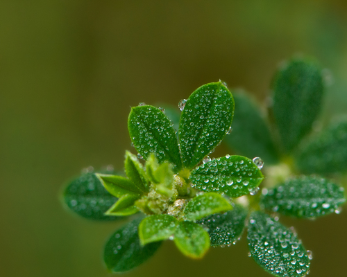 Genista monspessulana