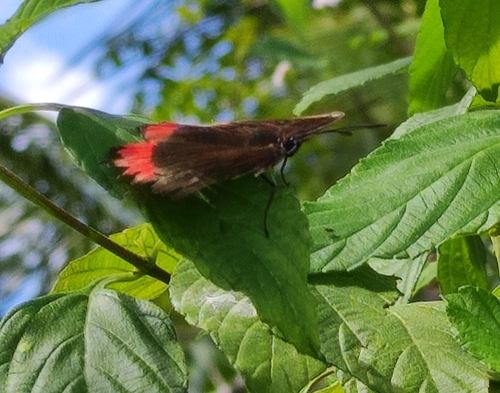 Southern Red Rim