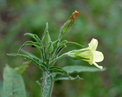 Hibiscus sidiformis