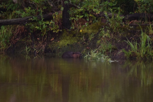 American Beaver photographed in Delaware