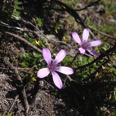Gentianella cerastioides