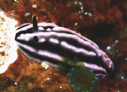 Phyllidiella striata (Bergh, 1889)