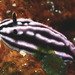 Phyllidiella striata - Photo (c) Erwin Koehler, algunos derechos reservados (CC BY-NC), subido por Erwin Koehler