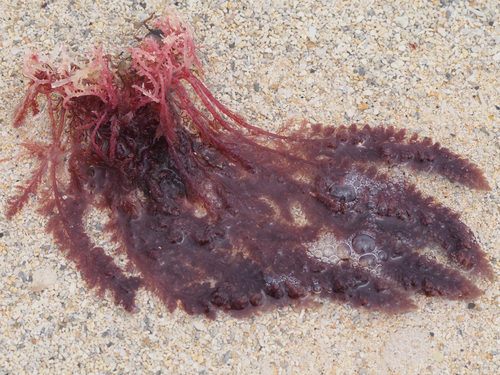 Asparagopsis taxiformis