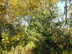 Betula pubescens pumila