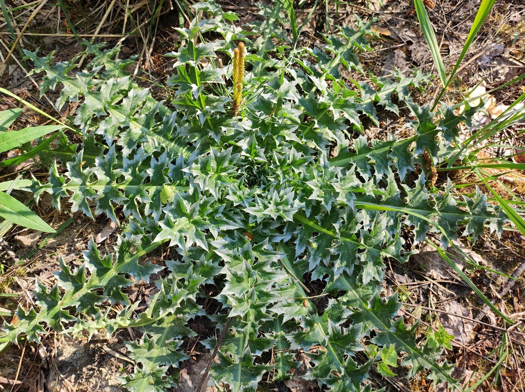 Broad-winged Thistle From Южский р-н, Ивановская обл., Россия On May 15 