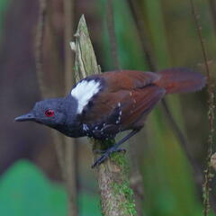 Dull-Mantled Antbird photo 3