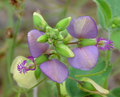 Polygala sphenoptera